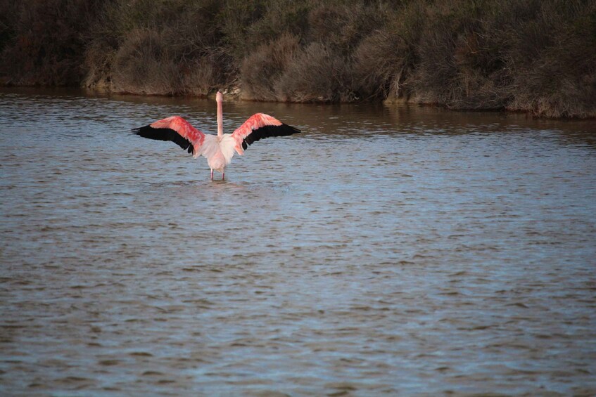 A flamingo standing in water with its wings spread. 4