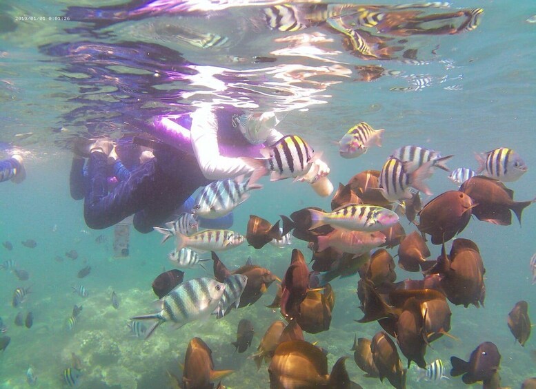 A diver surrounded by a school of fish in clear water. 3