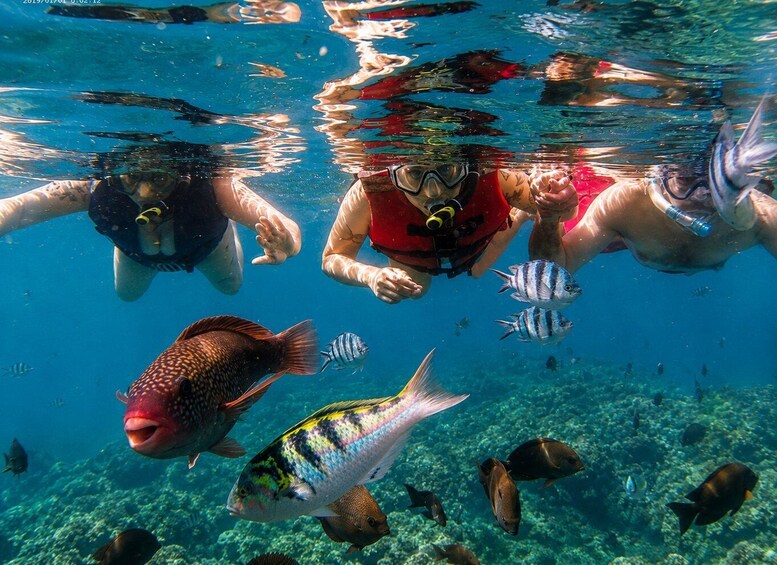 Picture 9 for Activity Bali: Blue Lagoon Snorkeling With Optional Bali Tour 4