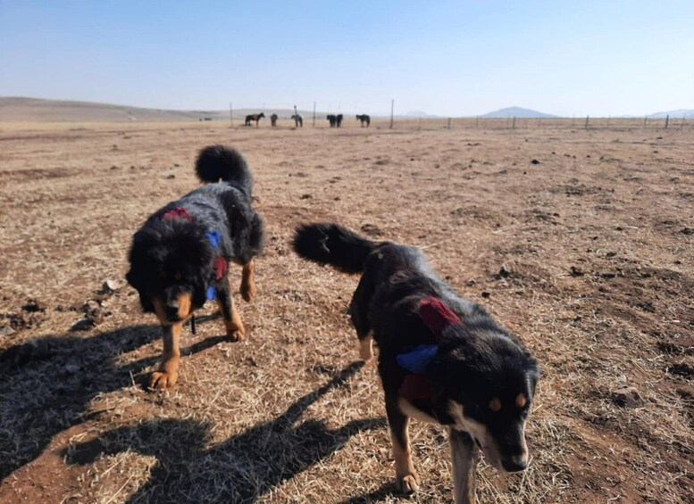 Two dogs with colorful collars in a dry, open field with a fence and distant hills. 4