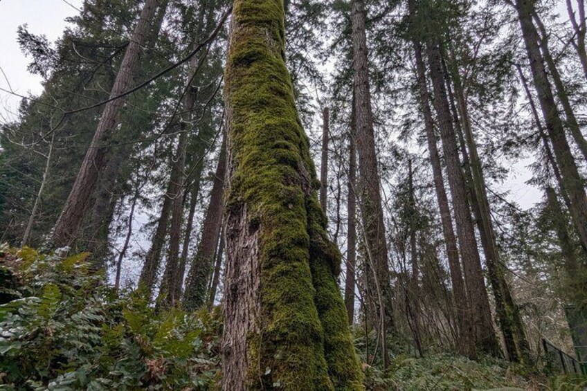 A forest with tall trees and a moss-covered trunk. 2