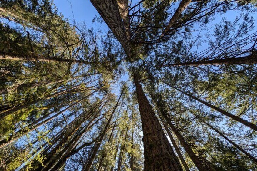 A view of tall trees converging towards the sky. 4