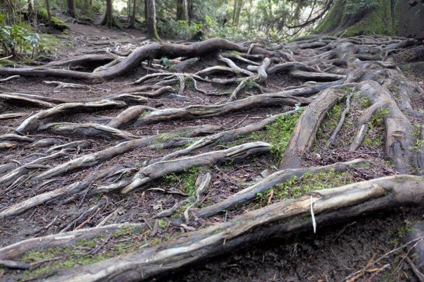 A forest floor covered with intertwined tree roots and moss. 5