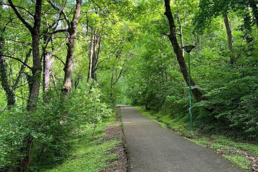 A forested path with a paved road, surrounded by dense green foliage and trees. 3