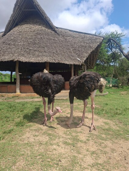 Two ostriches in a grassy area with a thatched-roof structure in the background. 5