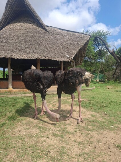 Two ostriches standing on a grassy area with a thatched-roof structure in the background. 4