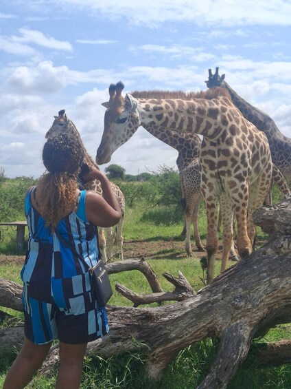 A person feeding giraffes in a natural setting with trees and a clear sky. 2