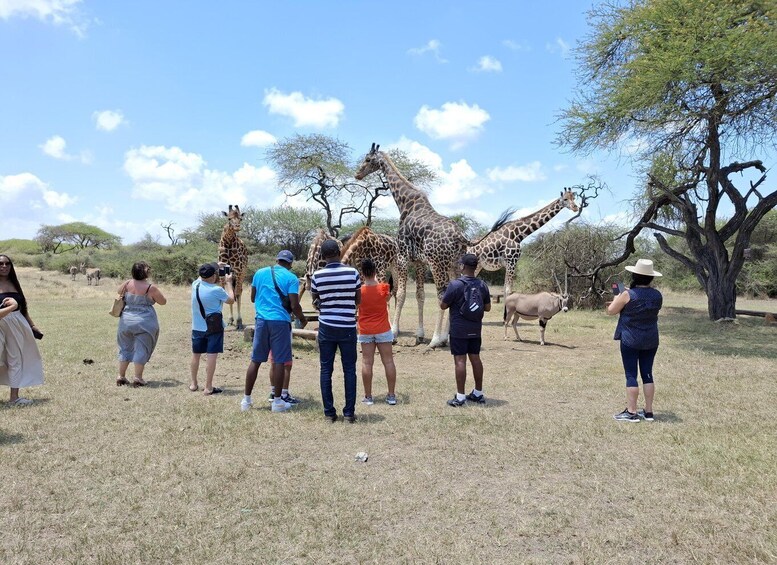 A group of people observing giraffes in a natural setting with trees and a clear sky. 2