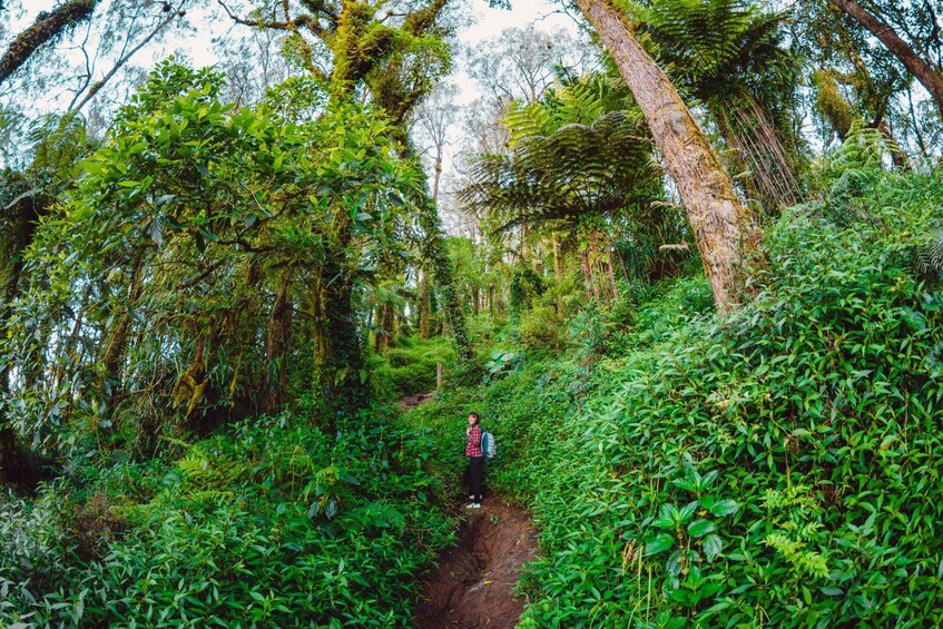 A person hiking on a forest trail surrounded by dense greenery and trees. 5