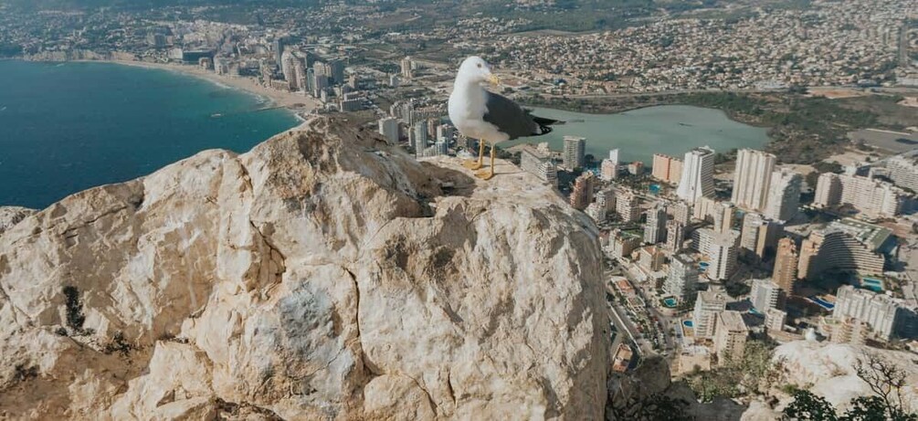 A seagull perched on a rock overlooking a coastal cityscape with buildings and a beach. 2