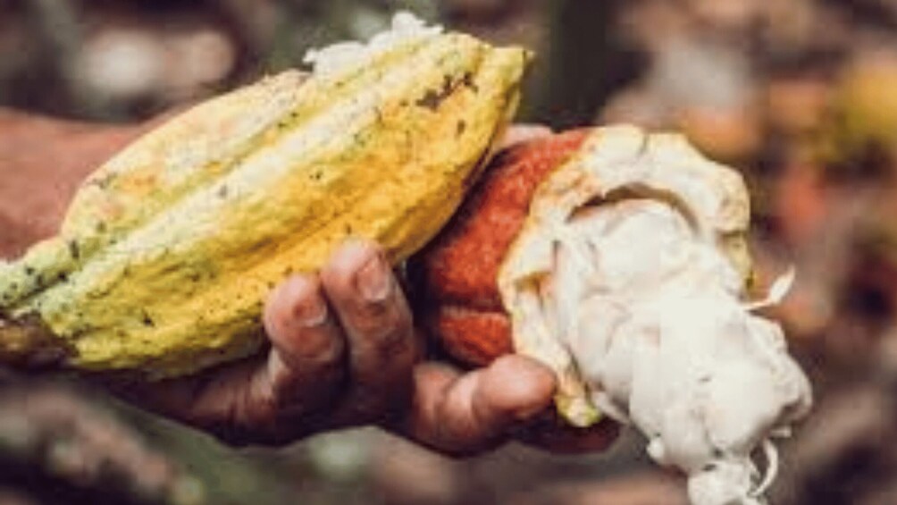 Picture 3 for Activity Private: Dominican Cacao with Lunch & Chocolate Tasting 5
