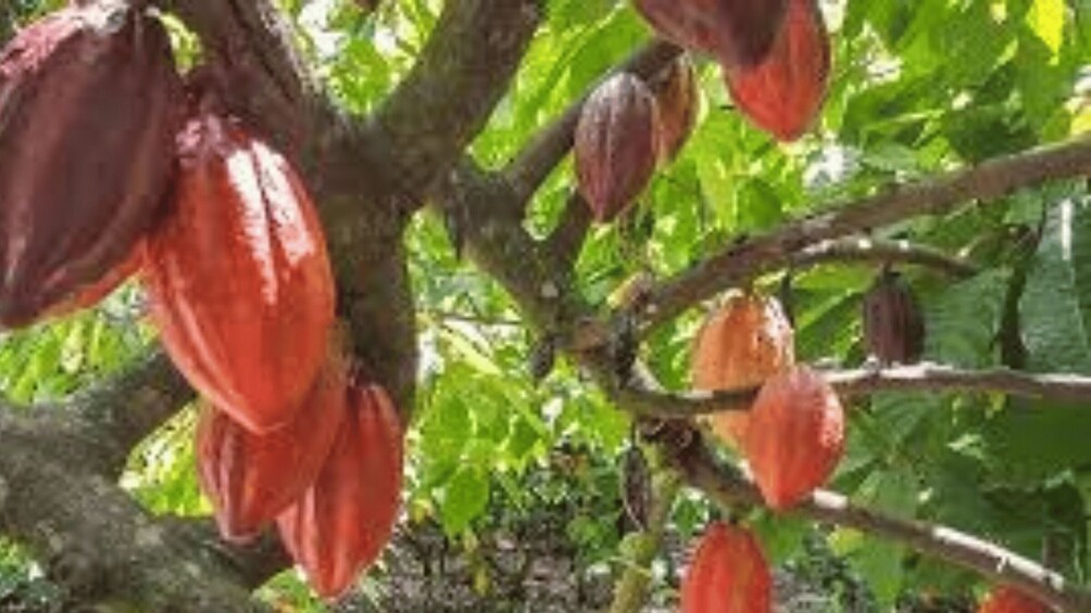 Picture 1 for Activity Private: Dominican Cacao with Lunch & Chocolate Tasting 3