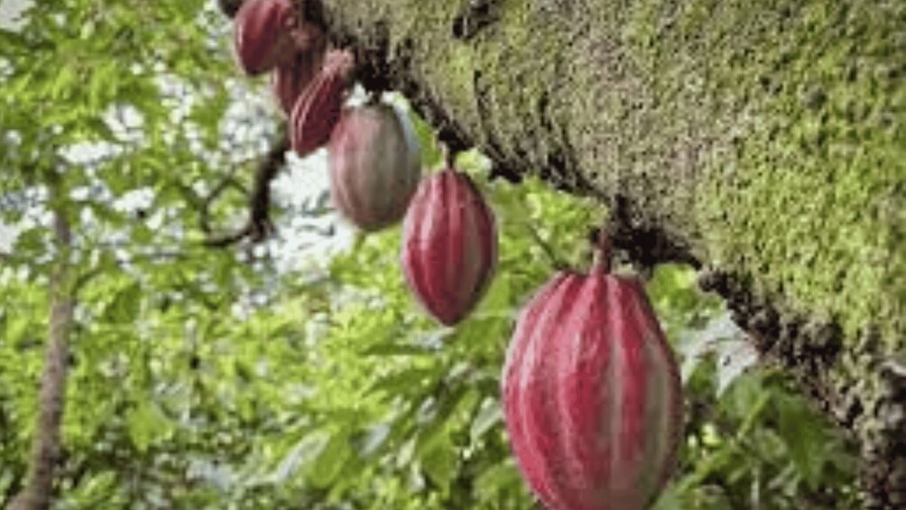 Picture 5 for Activity Private: Dominican Cacao with Lunch & Chocolate Tasting 4