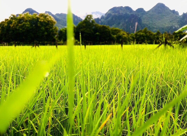 A lush green field with tall grass in the foreground and a mountainous landscape in the background. 3