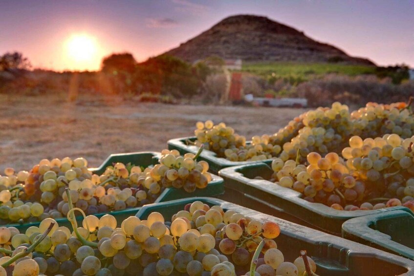 Sassari: Nuraghe Crabioni Wine Tasting 1