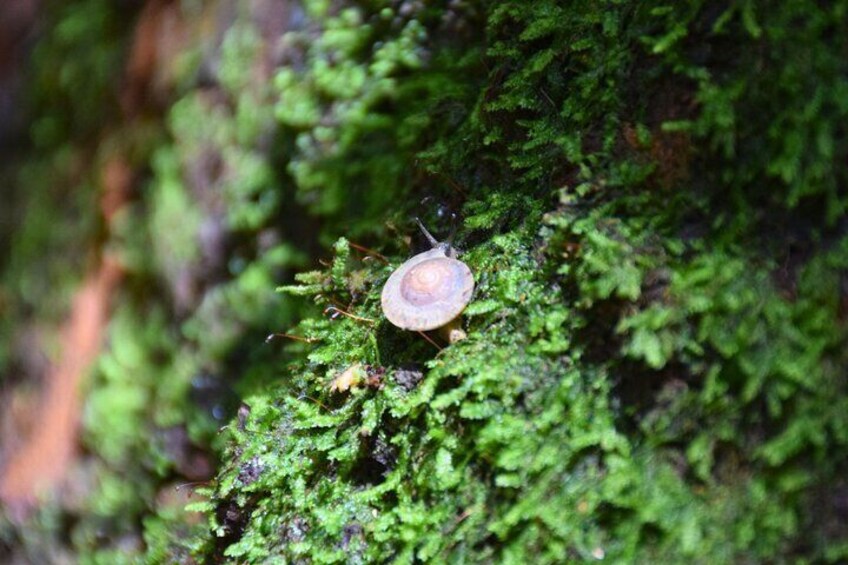 A snail on a moss-covered tree trunk. 2