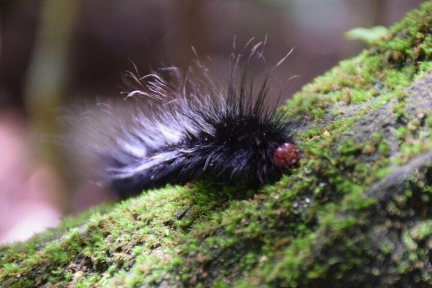 A black furry caterpillar on a green mossy log. 3