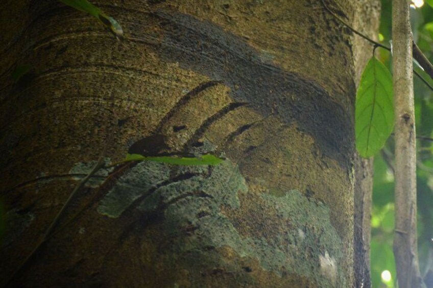 A tree trunk with visible lichen growth and leaf imprints. 4