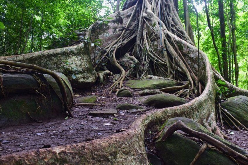 A large tree with extensive root system in a forest. 5