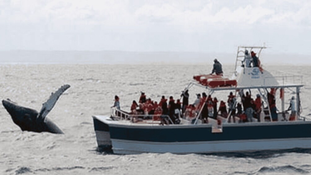 A boat with people on it and a whale in the water. 5