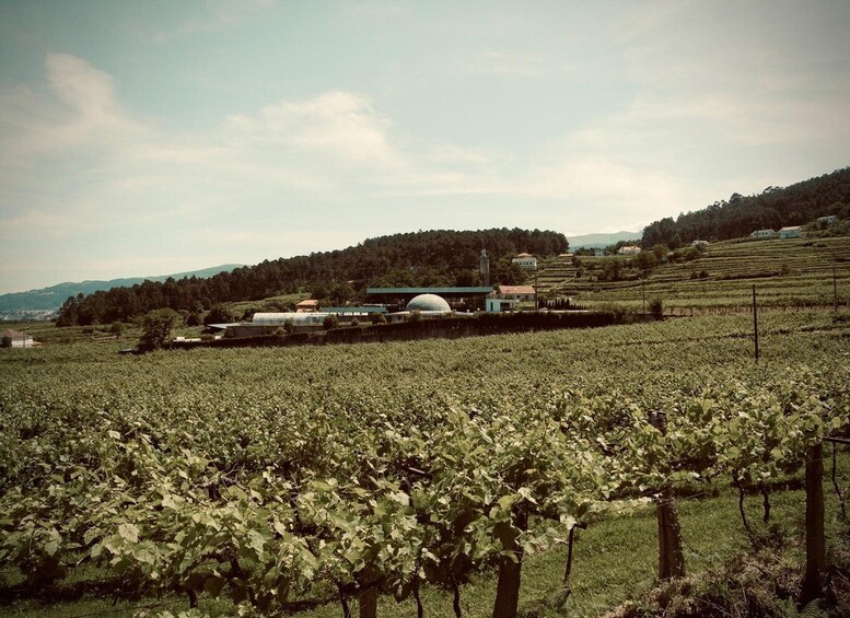 Picture 3 for Activity Melgaço: Alvarinho Sensory Tasting – ‘Aromas Unleashed’ 5