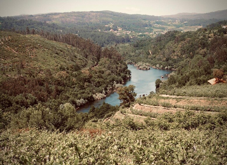 Picture 5 for Activity Melgaço: Alvarinho Sensory Tasting – ‘Aromas Unleashed’ 2