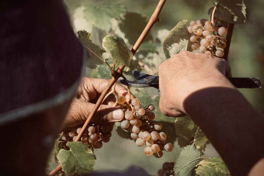 Picture 1 for Activity Melgaço: Alvarinho Sensory Tasting – ‘Aromas Unleashed’ 3