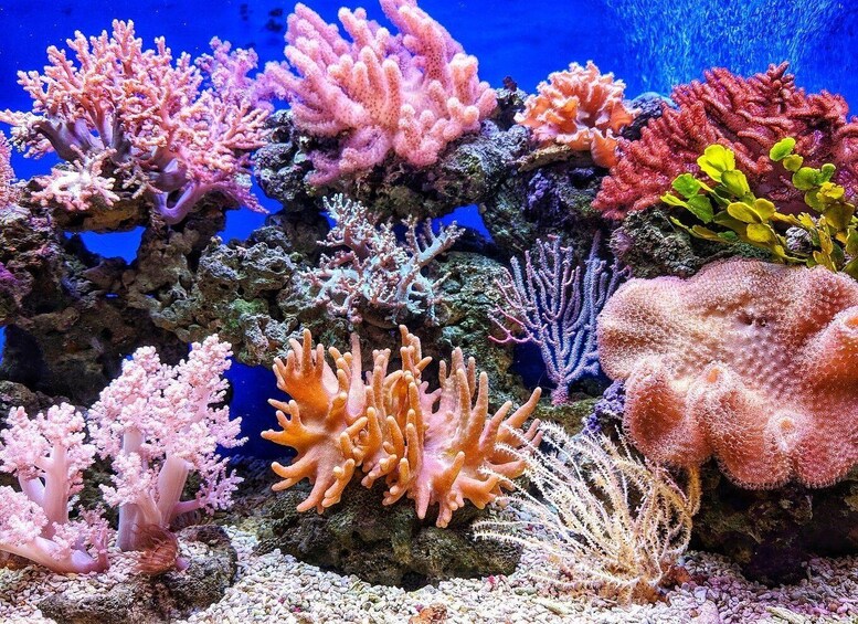A vibrant coral reef with various corals in shades of pink, orange, and purple. 2