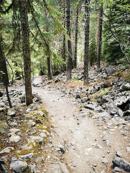 A forest trail with rocks and trees. 2