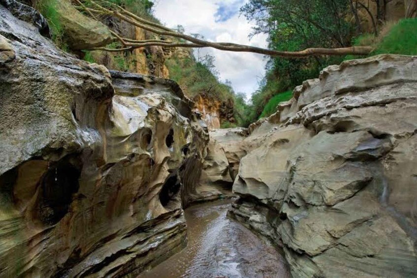 A rocky canyon with a narrow stream, overhanging branches, and green vegetation. 5