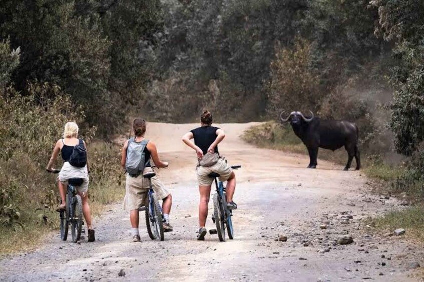Three cyclists on a dirt road with a buffalo in the background. 4