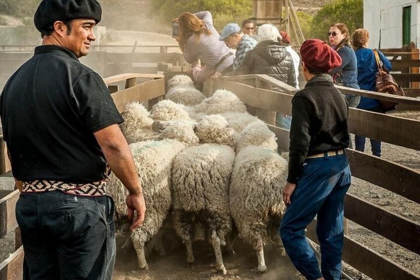 Un grupo de personas guiando ovejas en un corral. 1
