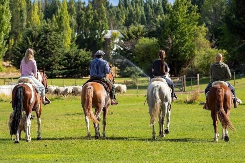 Four people riding horses in a grassy field with trees in the background. 2