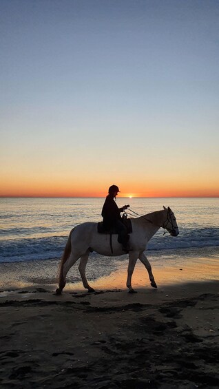 A person riding a horse along a beach at sunset. 4