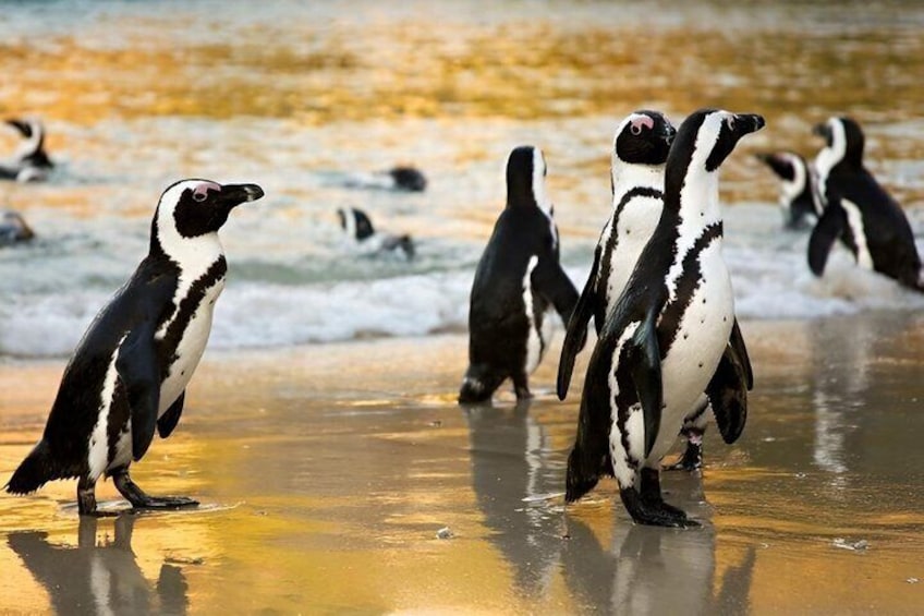 Penguins on a sandy beach with the ocean in the background. 5