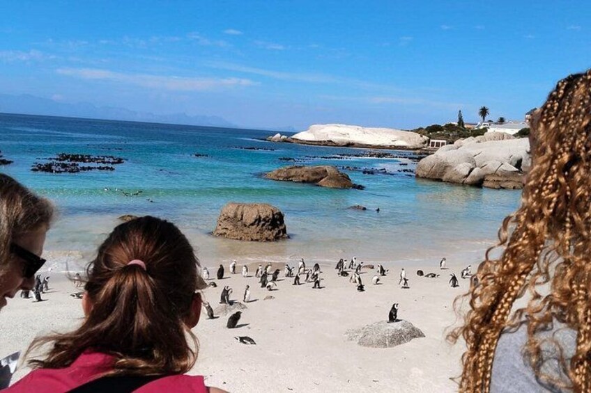 Half Day Penguin Colony Tour 3
