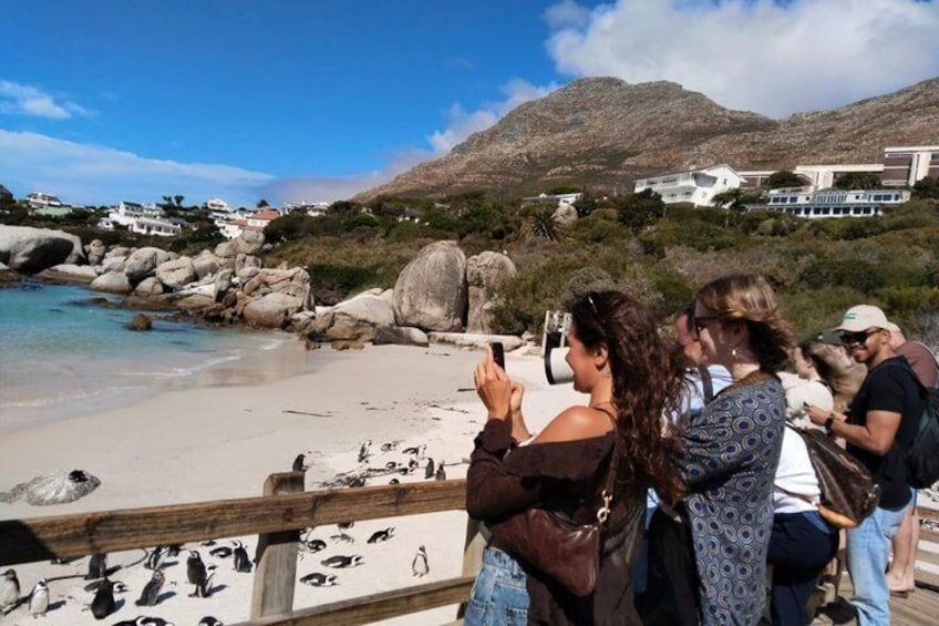 A beach with people observing penguins, a wooden fence, and houses in the background. 1