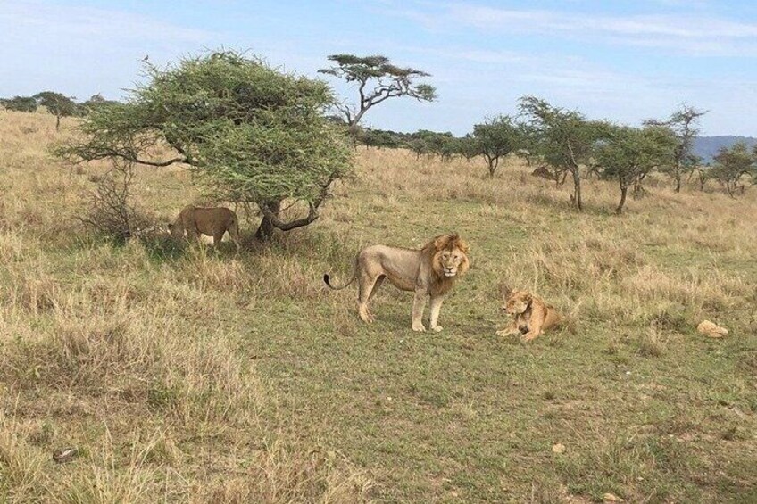 A savanna landscape with a lion, a cub, and an elephant. 2