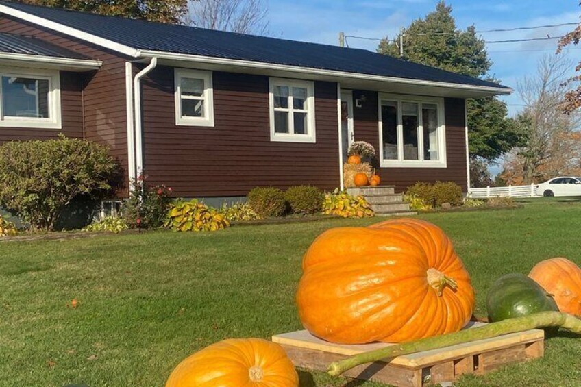 A house with a lawn and large pumpkins in front. 3
