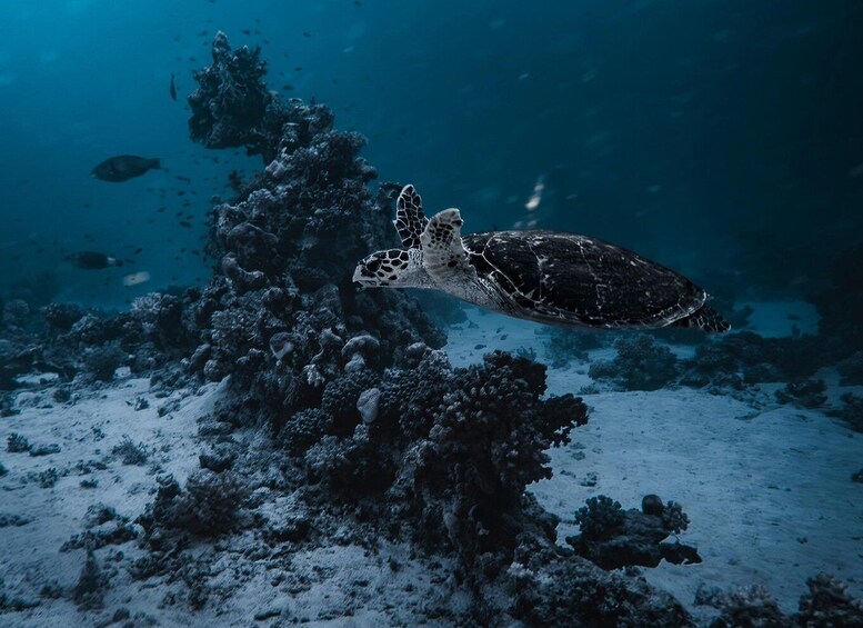 A sea turtle swimming near a coral reef. 3