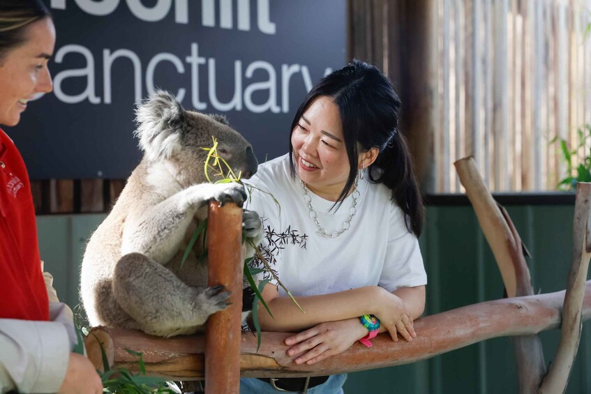 A person interacting with a koala on a wooden structure. 3