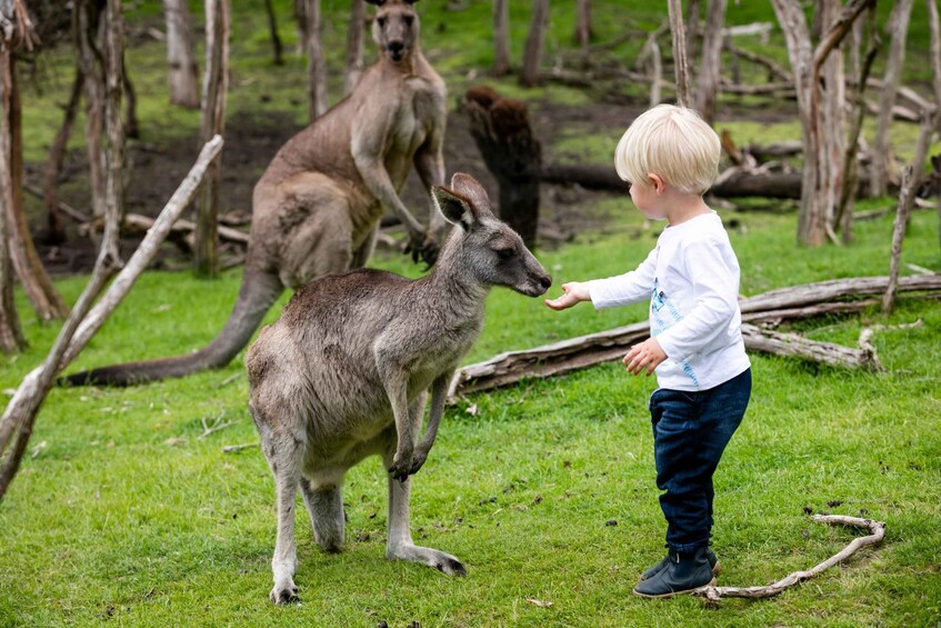 A child interacting with a kangaroo in a grassy area with trees and fallen logs. 5