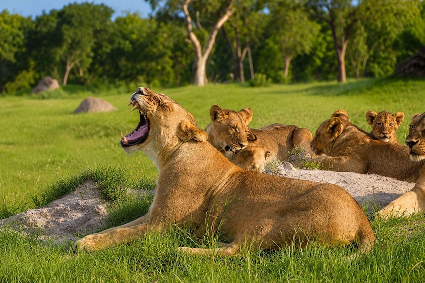 A group of lions resting in a grassy savannah with trees in the background. 2