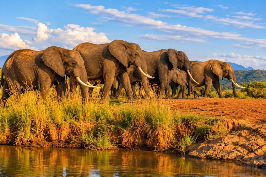 A herd of elephants by a water body with a clear sky and distant mountains. 3