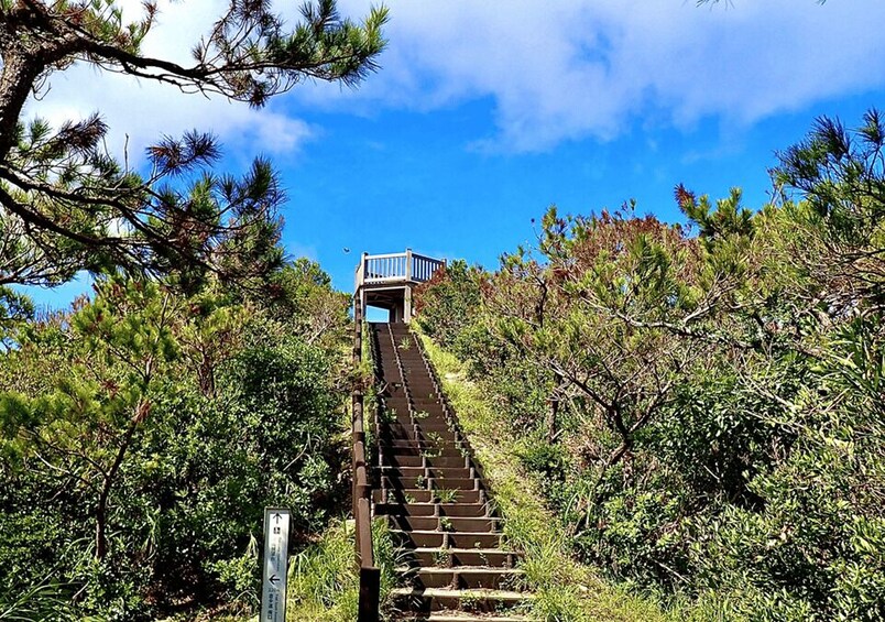 A wooden staircase leading to a platform with a railing, surrounded by dense greenery and trees. 3