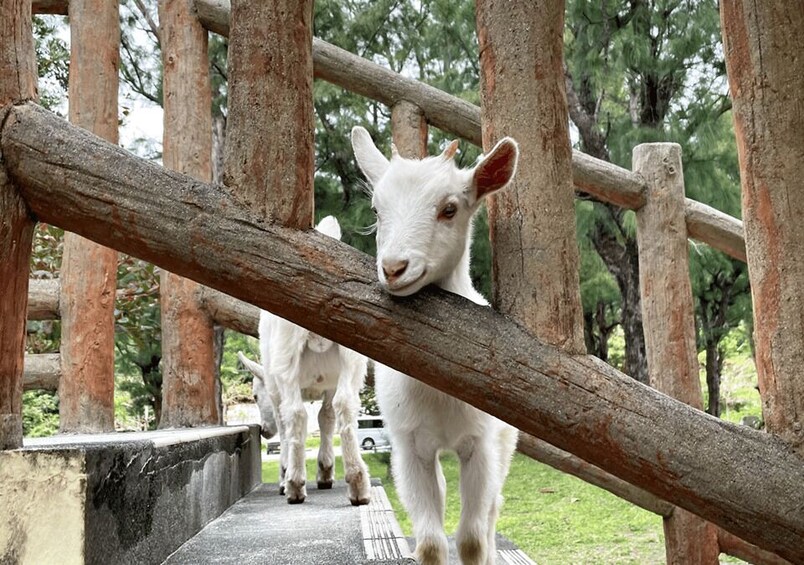A white goat behind a wooden fence in a park. 2