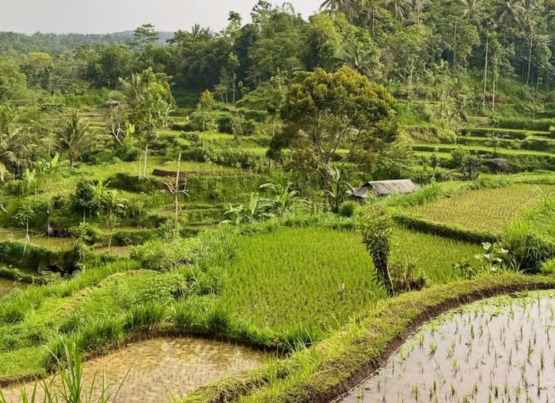 Terraced rice fields with a small hut in the center surrounded by dense tropical vegetation. 5