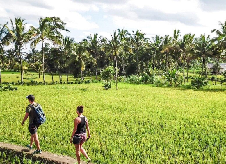 Two people walking through a lush green rice field with palm trees in the background. 5