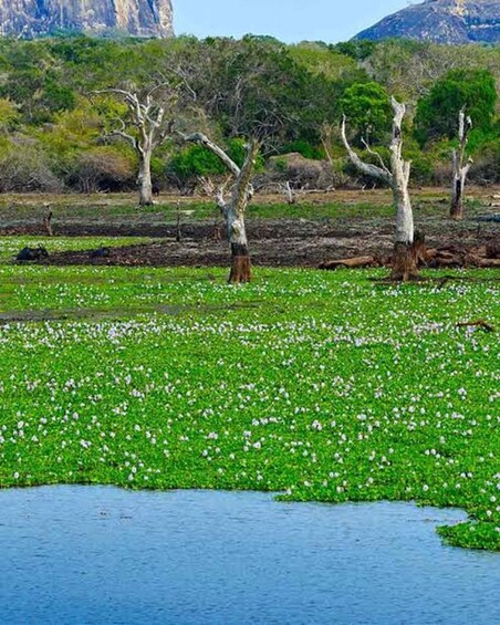 A water body with lily pads and trees in a natural landscape. 3