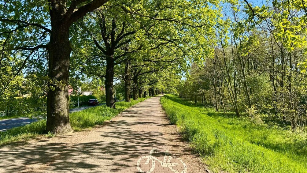 A tree-lined path with a bicycle lane. 5